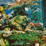 Coral Sculpture